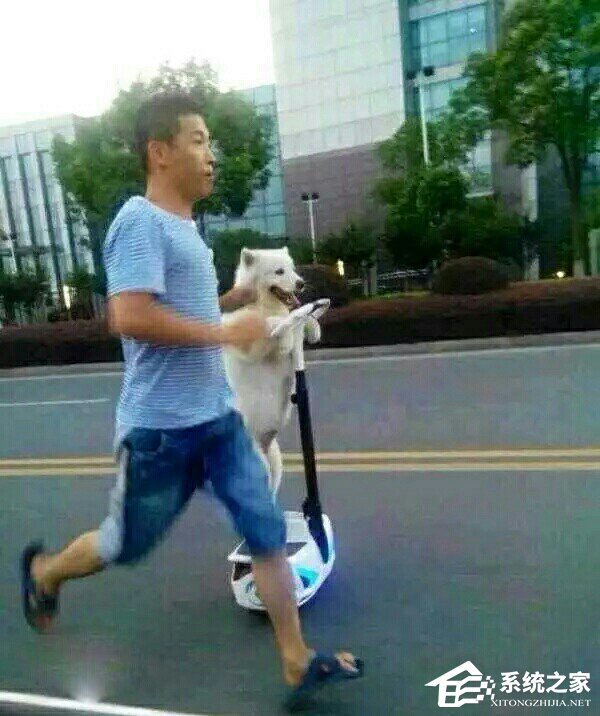 萨摩耶骑电动平衡车当街“遛人”，引发网友热议