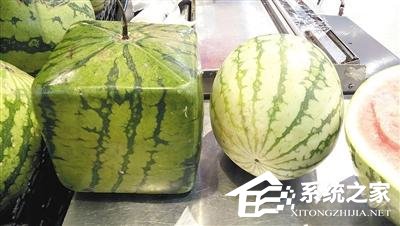 方形西瓜售价398元 网友方了