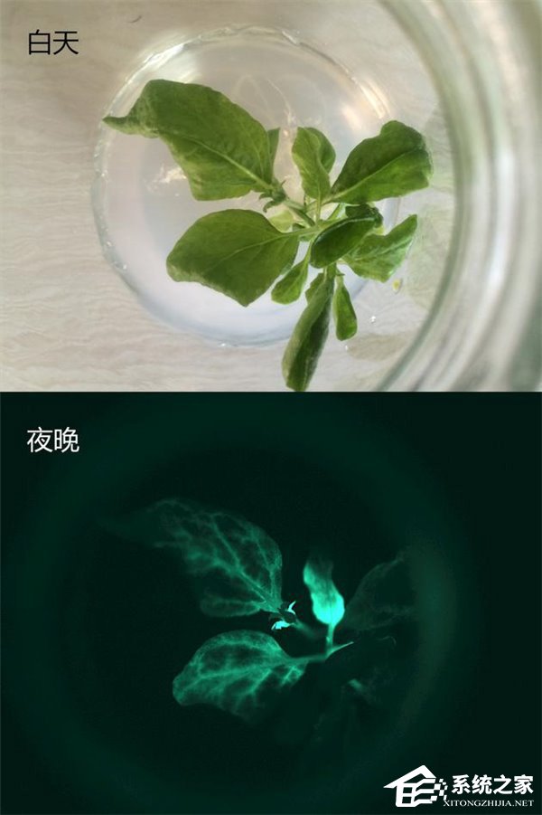 亮度达星光水准！中国首株夜光植物培育成功