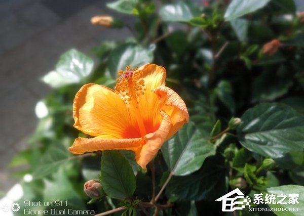 金立S11好不好？金立S11深度评测