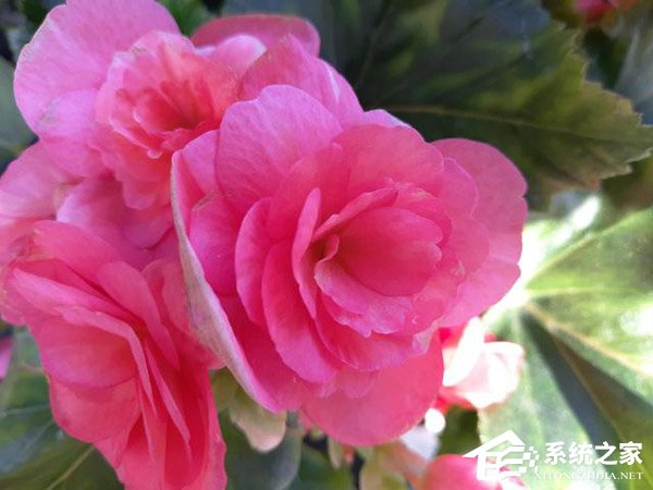 买魅蓝S6还是红米5 Plus？红米5 Plus和魅蓝S6对比评测