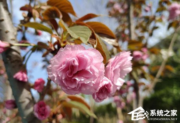 黑鲨游戏手机好不好？小米黑鲨游戏手机上手评测