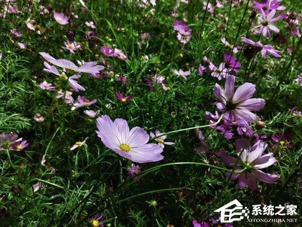 买魅族15 Plus还是小米MIX 2S？小米MIX 2S和MEIZU 15 Plus拍照对比