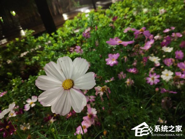 买魅族15 Plus还是小米MIX 2S？小米MIX 2S和MEIZU 15 Plus拍照对比