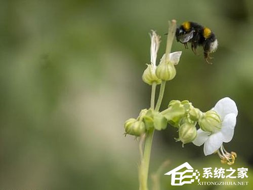 专家：WiFi电磁辐射将对物种构成威胁