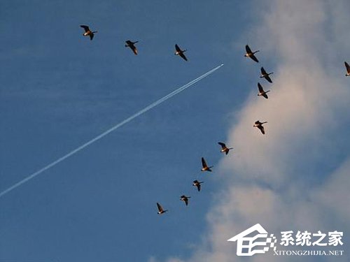 专家：WiFi电磁辐射将对物种构成威胁