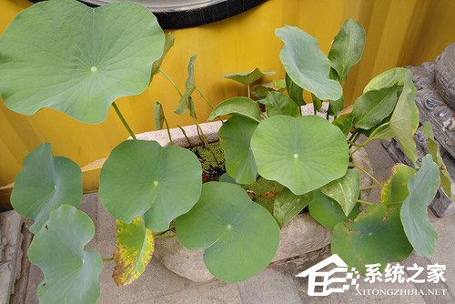 联想Z5怎么样？联想Z5手机评测