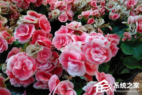联想Z5怎么样？联想Z5手机评测