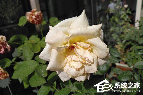 联想Z5怎么样？联想Z5手机评测
