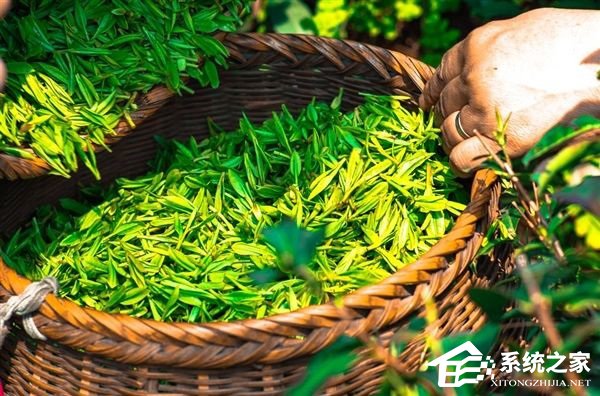 你中招了没？甘肃警方破获特大“微信卖茶叶”诈骗案