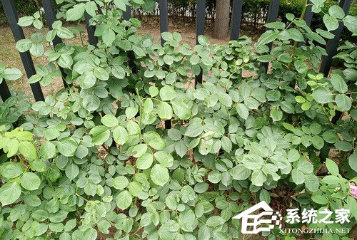 红米6怎么样?红米6手机评测