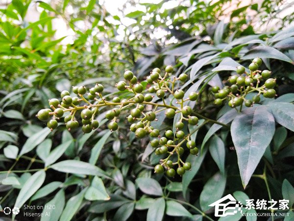 海信H20怎么样?海信H20手机体验评测