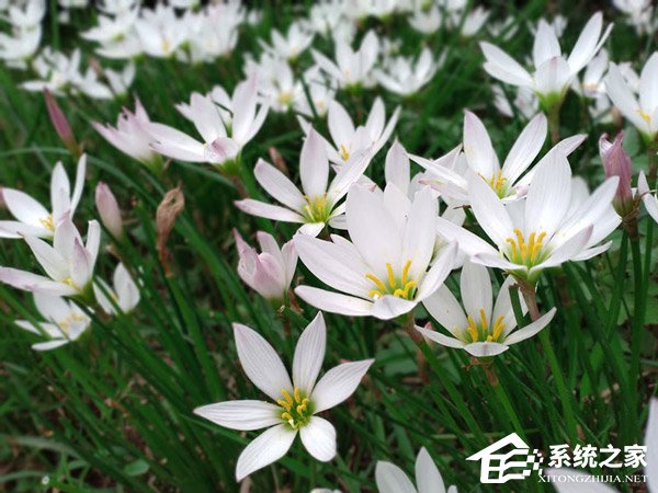 荣耀畅玩8C值不值得买？荣耀畅玩8C上手评测