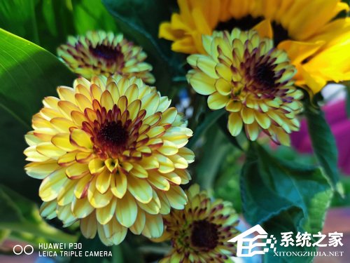 华为P30拍照怎么样?华为P30超感光徕卡三摄体验评测