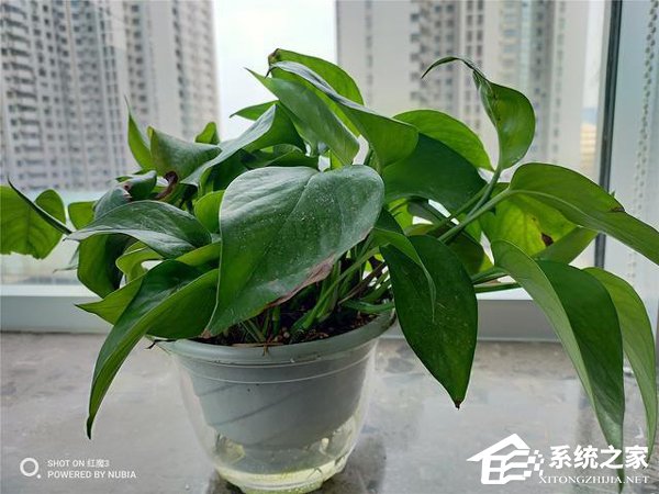 红魔3好不好？红魔3手机评测