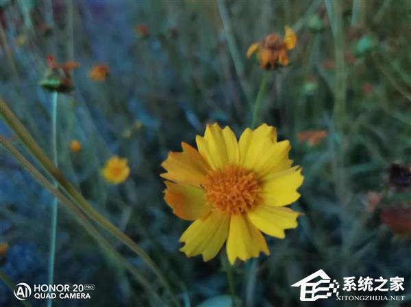 荣耀20 Pro拍照好用吗？荣耀20 Pro拍照性能体验评测