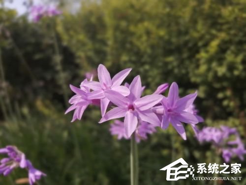 华为麦芒8怎么样？麦芒8手机体验评测