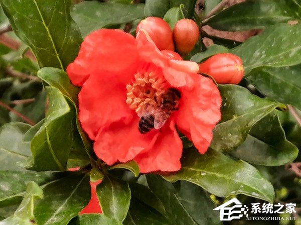 麦芒8值得买吗?华为麦芒8上手简评