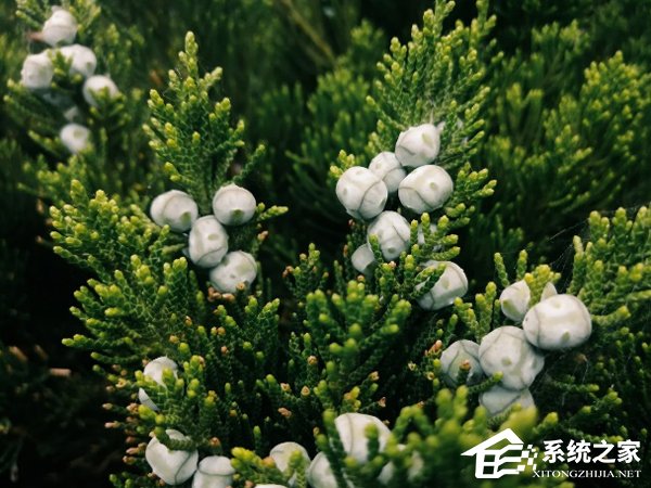 麦芒8值得买吗?华为麦芒8上手简评