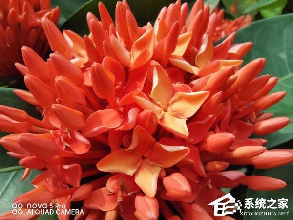 华为nova 5 Pro拍照好用吗？华为nova 5 Pro拍照性能实测