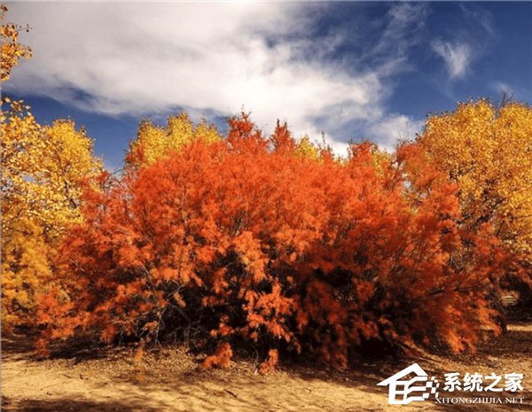 22400g能量！蚂蚁森林上线新树种“红柳”