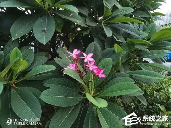 荣耀9X PRO值得买吗？荣耀9X PRO手机相机评测