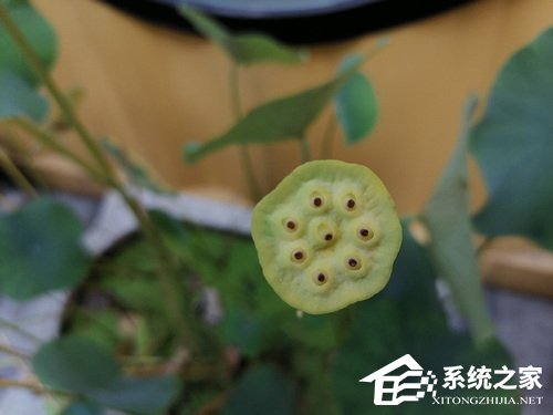 华为畅享10 Plus怎么样?华为畅享10 Plus体验评测