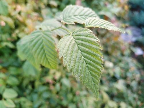 坚果Pro 3好用吗？