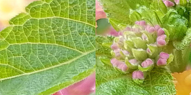 荣耀20青春版拍照好用吗？