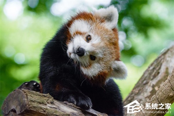 火狐 Firefox 浏览器将启用 Kit 吉祥物