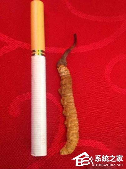 “喜马拉雅伟哥”越来越少，因为采摘的人太多了