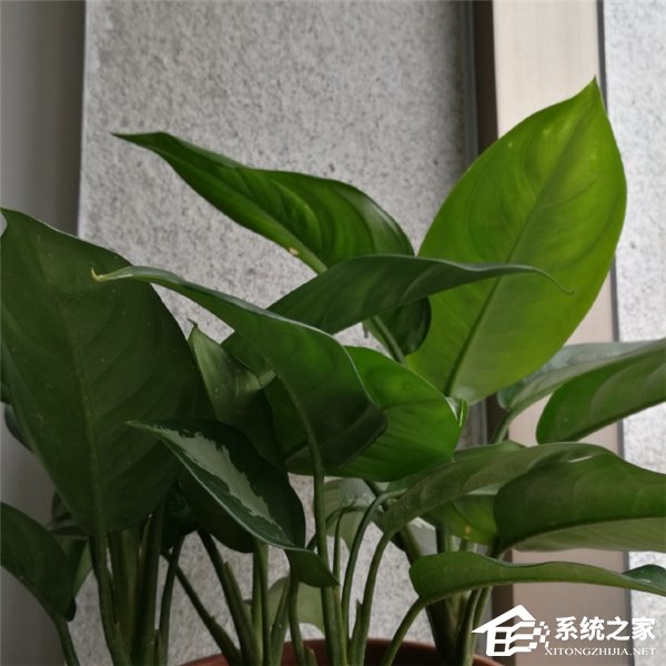 疑似魅蓝X拍照样张曝光：拍照水平完爆荣耀8