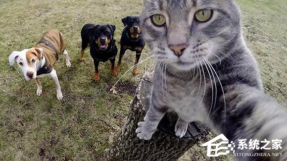猫咪“自拍神器”APP诞生，首席铲屎官必备