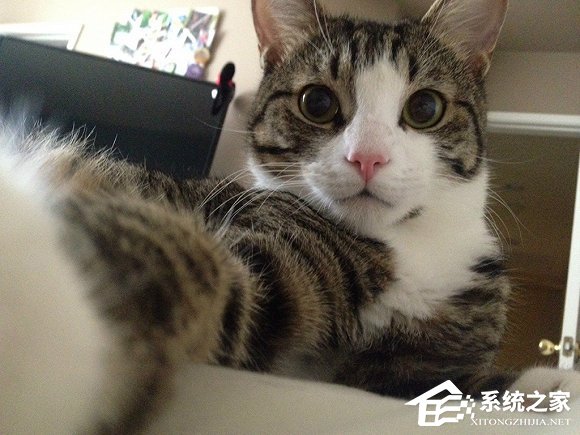 猫咪“自拍神器”APP诞生，首席铲屎官必备