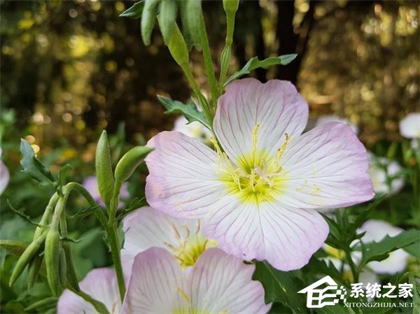 三星S8国行版评测：5688买不买？