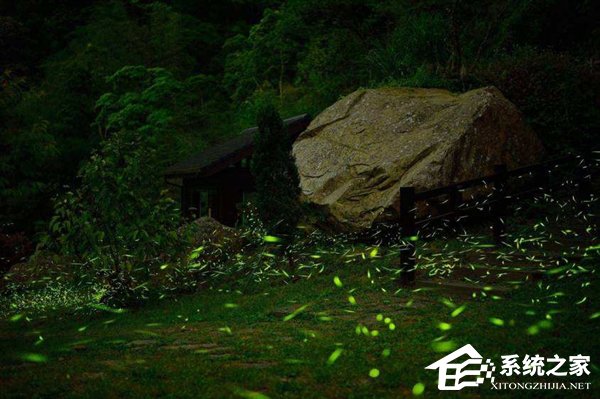 淘宝发布禁售公告:禁止售卖野生活体萤火虫
