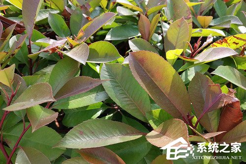 红米S2拍照好用吗？红米S2拍照性能实测