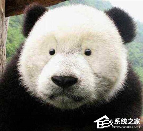 传部分国宝大熊猫的黑眼圈正渐渐消失