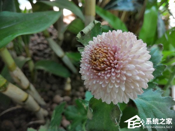 荣耀8X好不好？荣耀8X手机评测