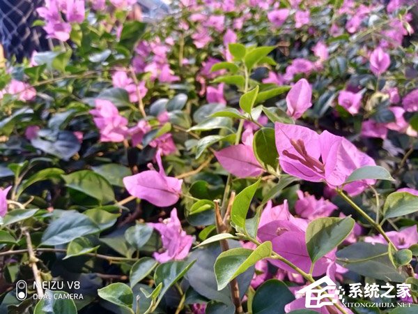 魅族V8好不好？魅族V8手机评测
