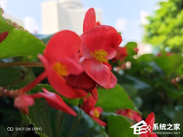 OPPO R17拍照好用吗?OPPO R17拍照性能体验评测