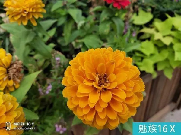 买魅族16X还是小米8 SE？小米8 SE和魅族16X区别对比