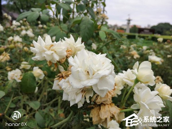荣耀8X拍照好用吗？华为荣耀8X拍照性能实测