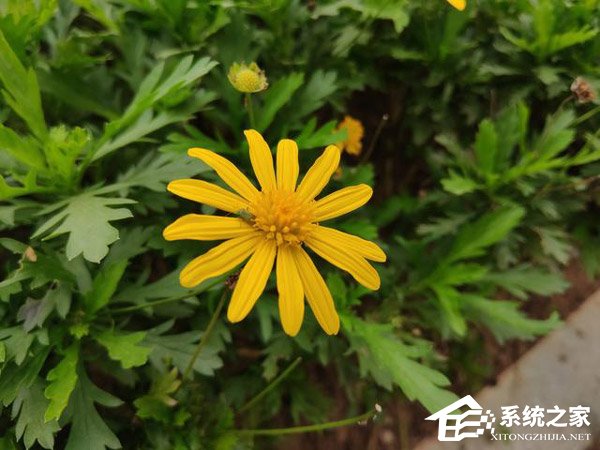 买联想Z5 Pro还是小米MIX 3？小米MIX 3和联想Z5 Pro对比评测