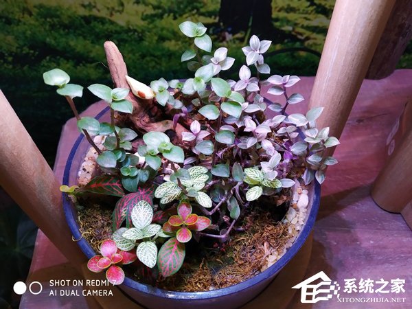 红米7好不好？红米7手机评测
