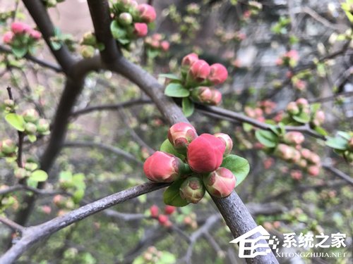 诺基亚9 PureView值得买吗？Nokia 9 PureView评测