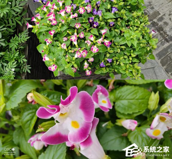 联想Z6 Pro拍照怎么样？联想Z6 Pro拍照性能实测