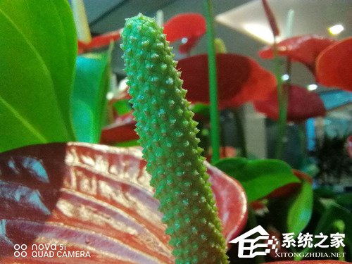 华为nova 5i怎么样？华为nova 5i体验评测