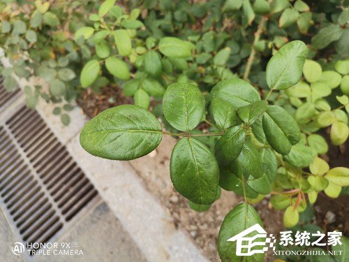 华为荣耀9X PRO好不好？荣耀9X PRO手机评测