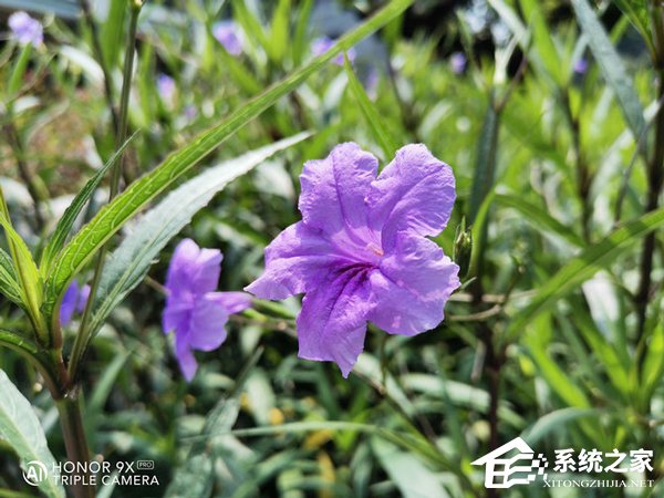荣耀9X PRO拍照好用吗？荣耀9X PRO手机拍照性能实测